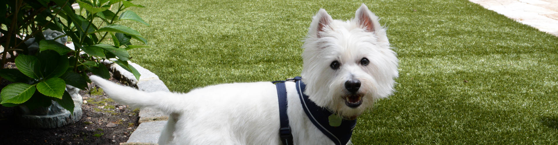 Augusta Pet Turf Maintenance