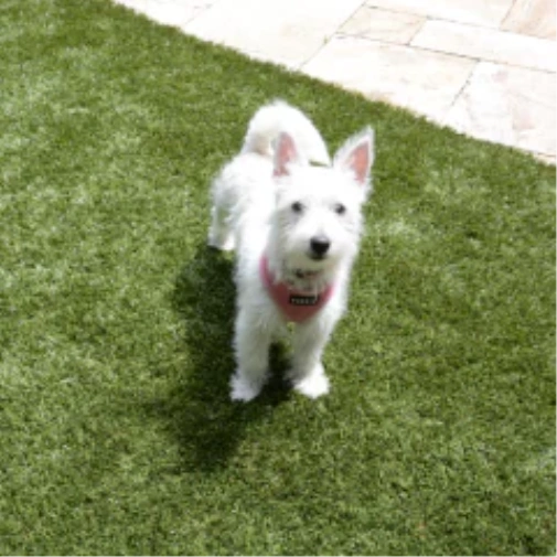 Picking the Right Turf for Your Dog
