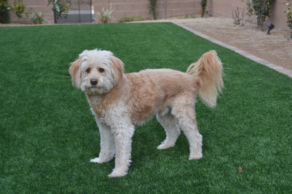 Augusta artificial grass landscaping