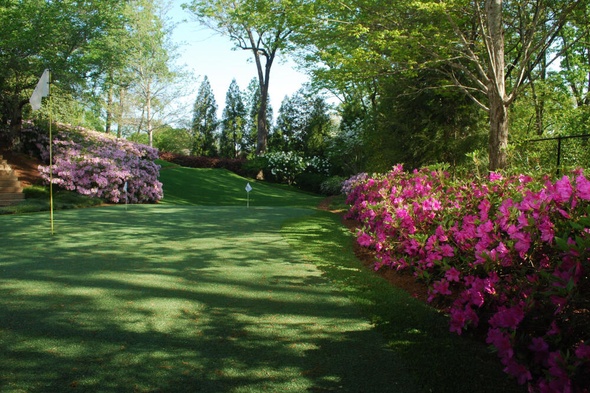 Augusta backyard putting green grass with flags and pink flowers